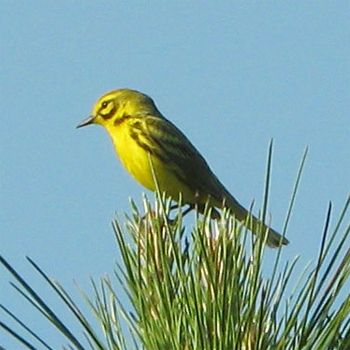 Prairie Warbler