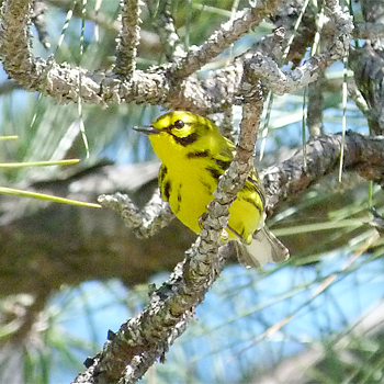 Prairie Warbler