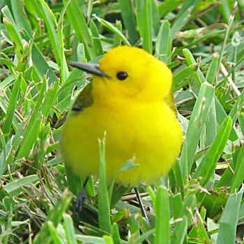 Prothonotary Warbler
