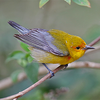 Prothonotary Warbler