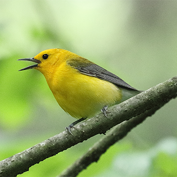 Prothonotary Warbler