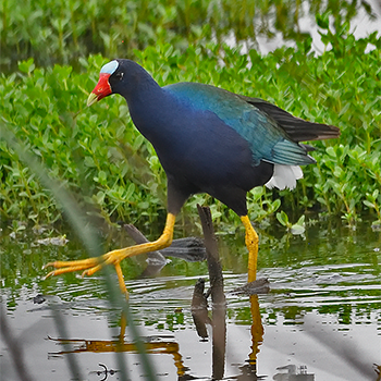 Purple Gallinule