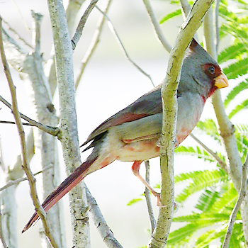 Pyrrhuloxia