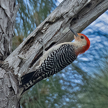 Red-bellied Woodpecker