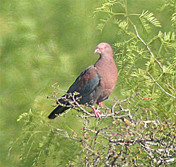Red-billed Pigeon