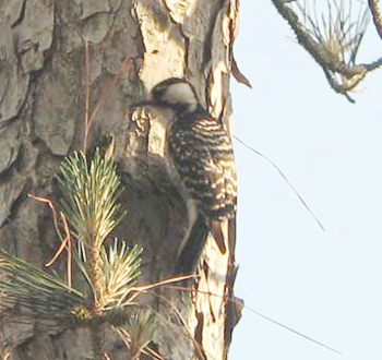 Red-cockaded Woodpecker