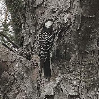 Red-cockaded Woodpecker