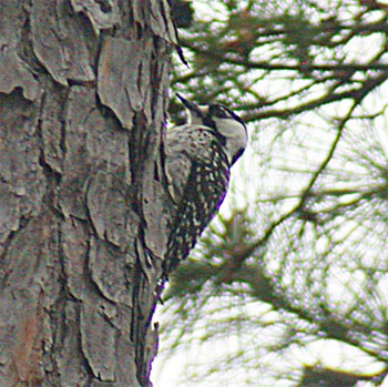 Red-cockaded Woodpecker