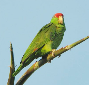 Red-crowned Parrot