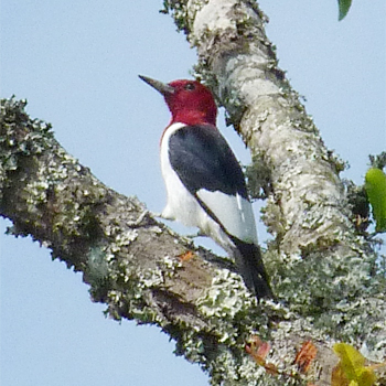 Red-headed Woodpecker