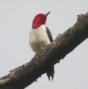 Red-headed Woodpecker