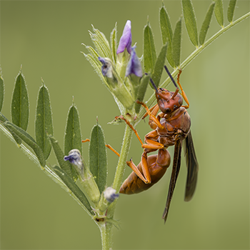 Red Paper Wasp