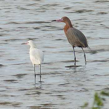 Reddish Egrets