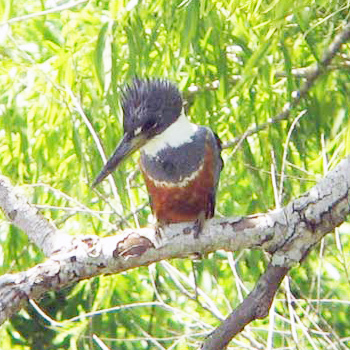 Ringed Kingfisher