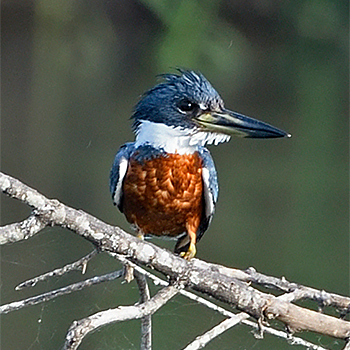 Ringed Kingfisher