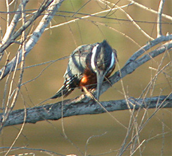 Ringed Kingfisher