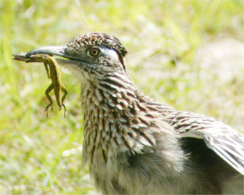 Greater Roadrunner