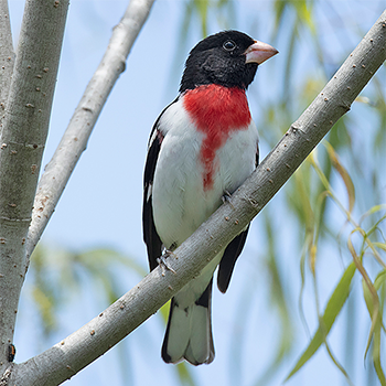 Rose-breasted Grosbeak