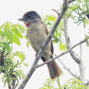 Rose-throated Becard