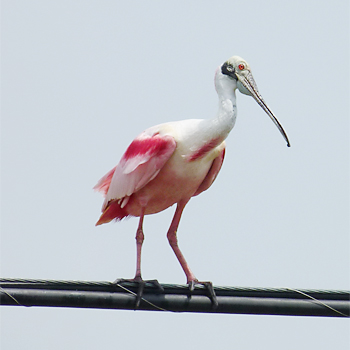 Roseate Spoonbill