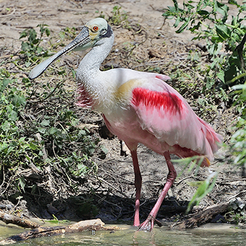Roseate Spoonbill