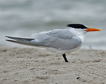Royal Tern