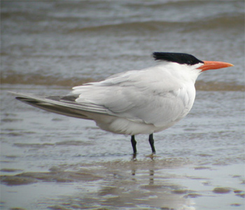 Royal Tern