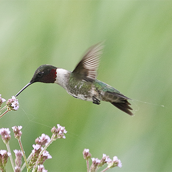 Ruby-throated Hummingbird