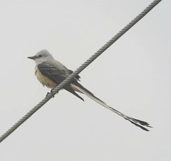 Scissor-tailed Flycatcher