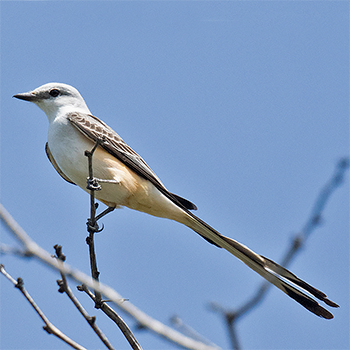 Scissor-tailed Flycatcher
