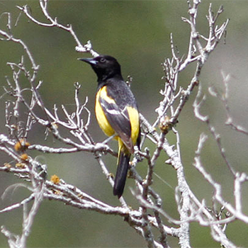 Scott's Oriole