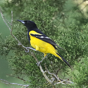 Scott's Oriole