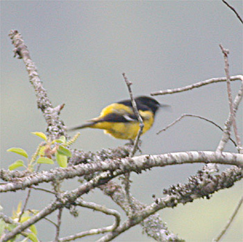 Scott's Oriole
