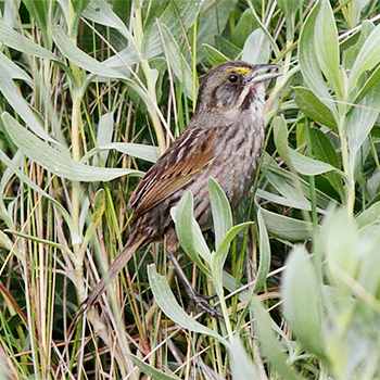 Seaside Sparrow