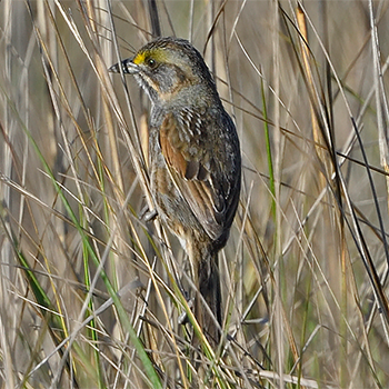 Seaside Sparrow