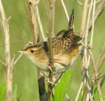 Sedge Wren