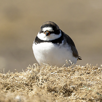 Semipalmated Plover