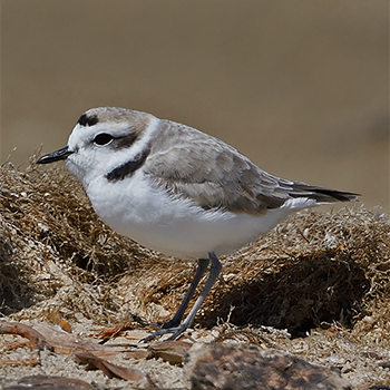 Snowy Plover