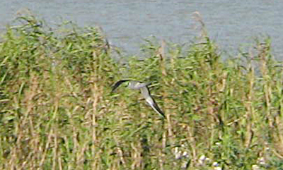 Sooty Tern