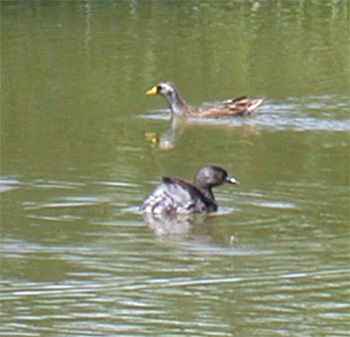 Sora and Least Grebe