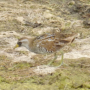 Sora
