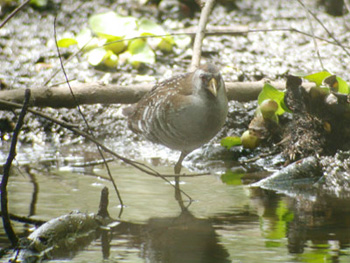 Sora