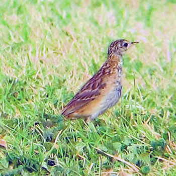 Sprague's Pipit