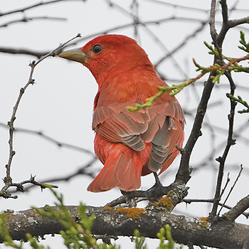 Summer Tanager