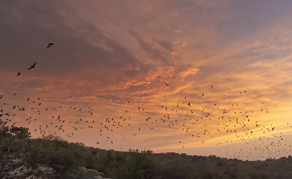 Sunset at the Bat Cave