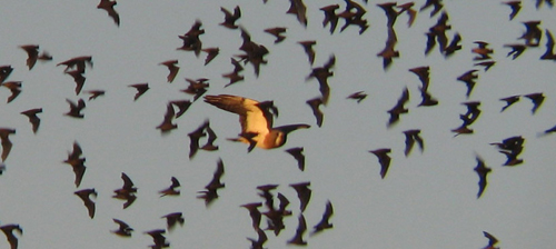 Swainson's Hawk and Mexican Free-tailed Bats