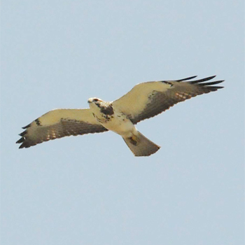 Swainson's Hawk