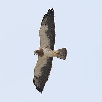 Swainson's Hawk
