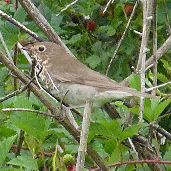 Swainson's Thrush