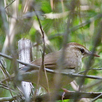 Swainson's Warbler